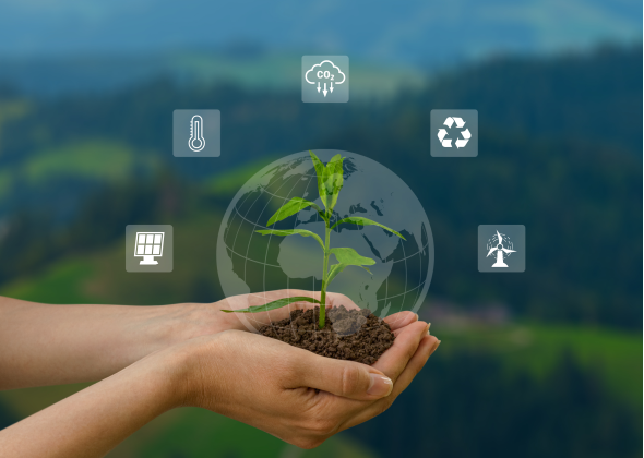 Hands holding a plant outside
